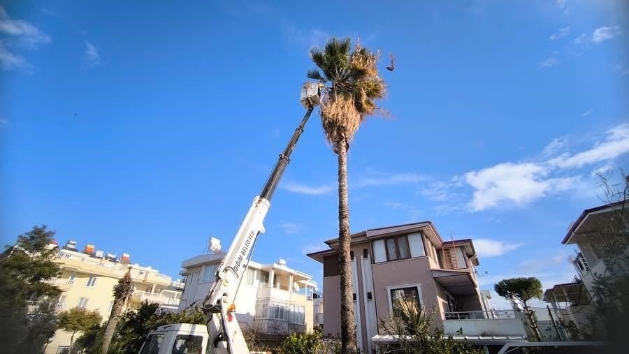 Didim'de ağaçların kış bakımları sürüyor