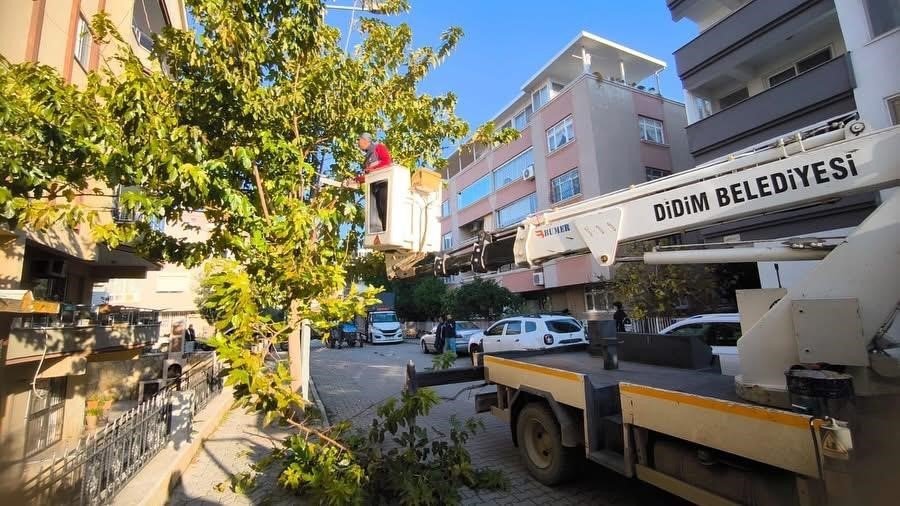 Didim'de ağaçların kış bakımları sürüyor