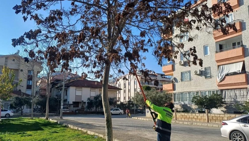 Didim'de ağaçların kış bakımları sürüyor