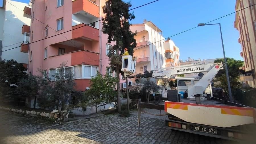 Didim'de ağaçların kış bakımları sürüyor