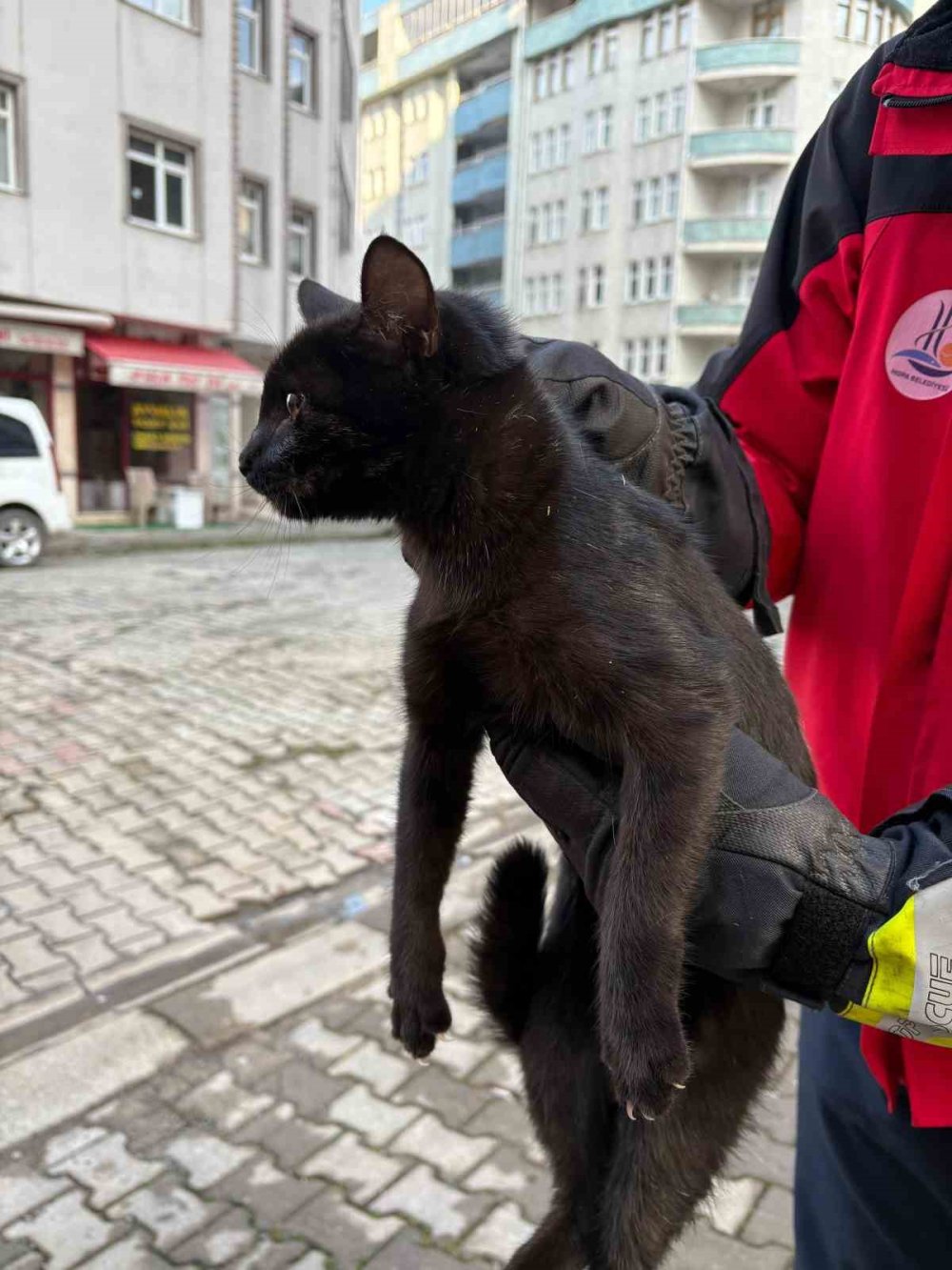 Afacan kedi çıktığı ağaçtan inemedi! Yardıma itfaiye koştu