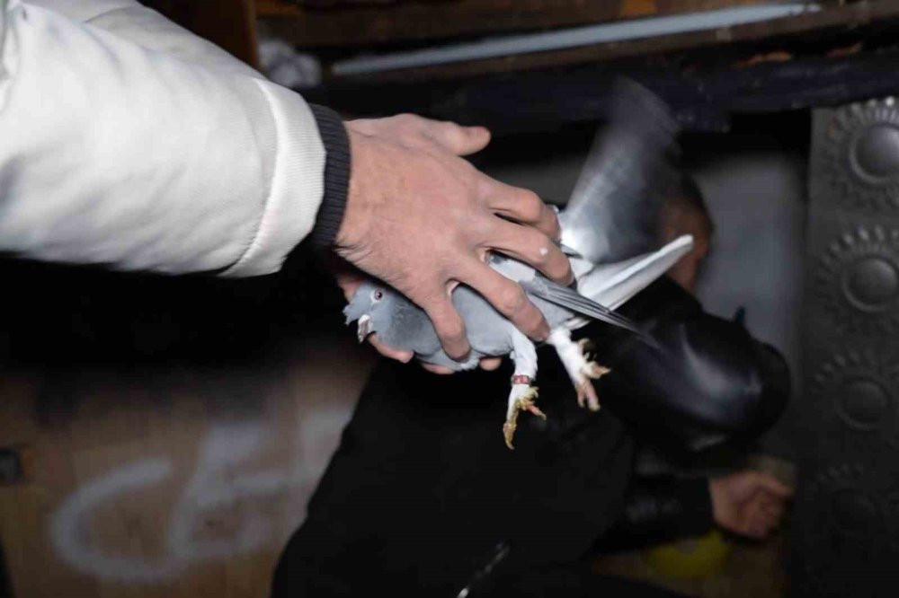 Alevlerin arasına daldılar güvercinleri kurtardılar