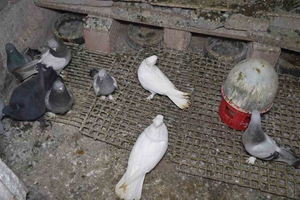 Alevlerin arasına daldılar güvercinleri kurtardılar