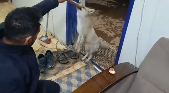 Elazığ’da aç kalan tilkiyi her akşam elleriyle besliyor