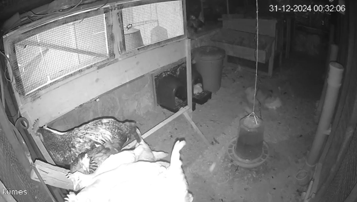 tilki-girdigi-kumeste-tavuklari-yakalay-496426-146898.jpg