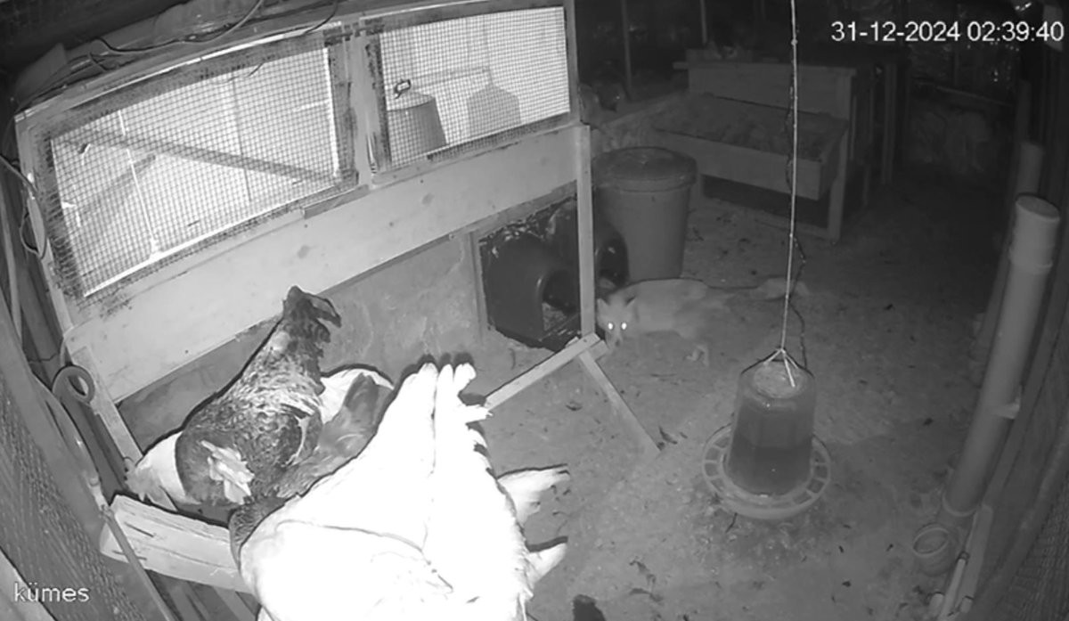 tilki-girdigi-kumeste-tavuklari-yakalay-496428-146898.jpg