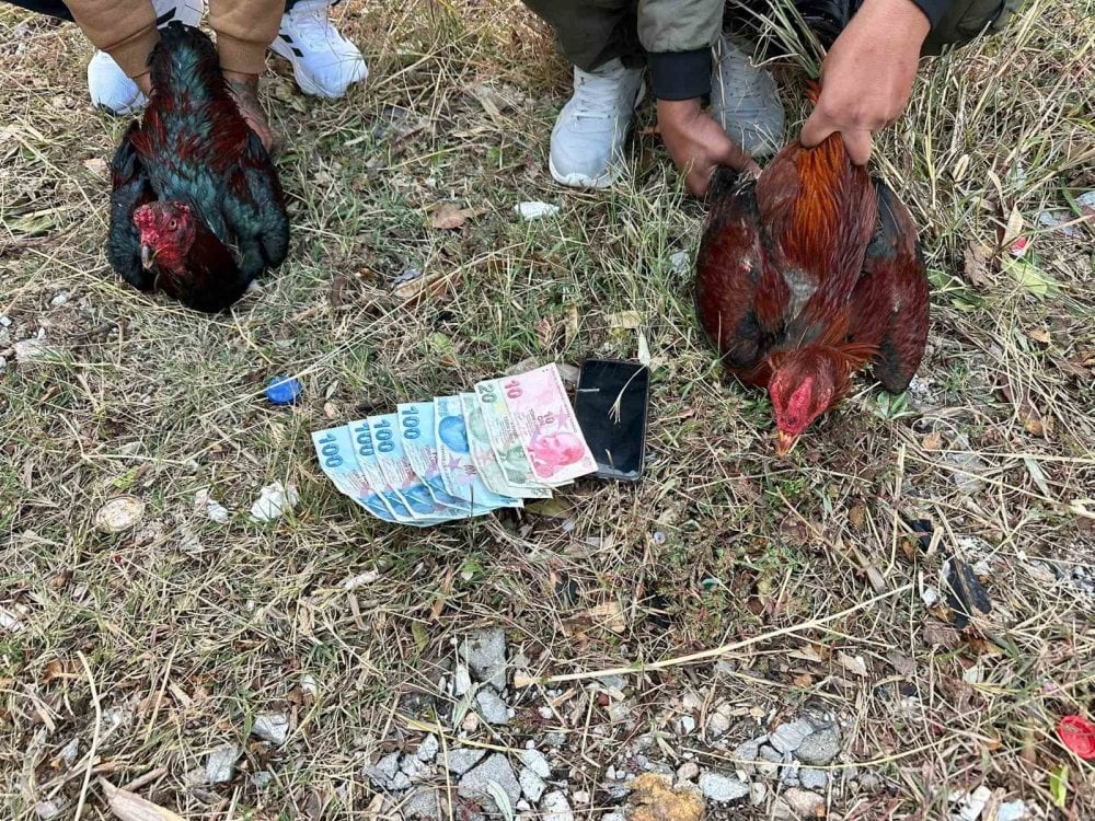 Hatay'da "horoz dövüştüren" 14 kişiye 41 bin 350 lira ceza