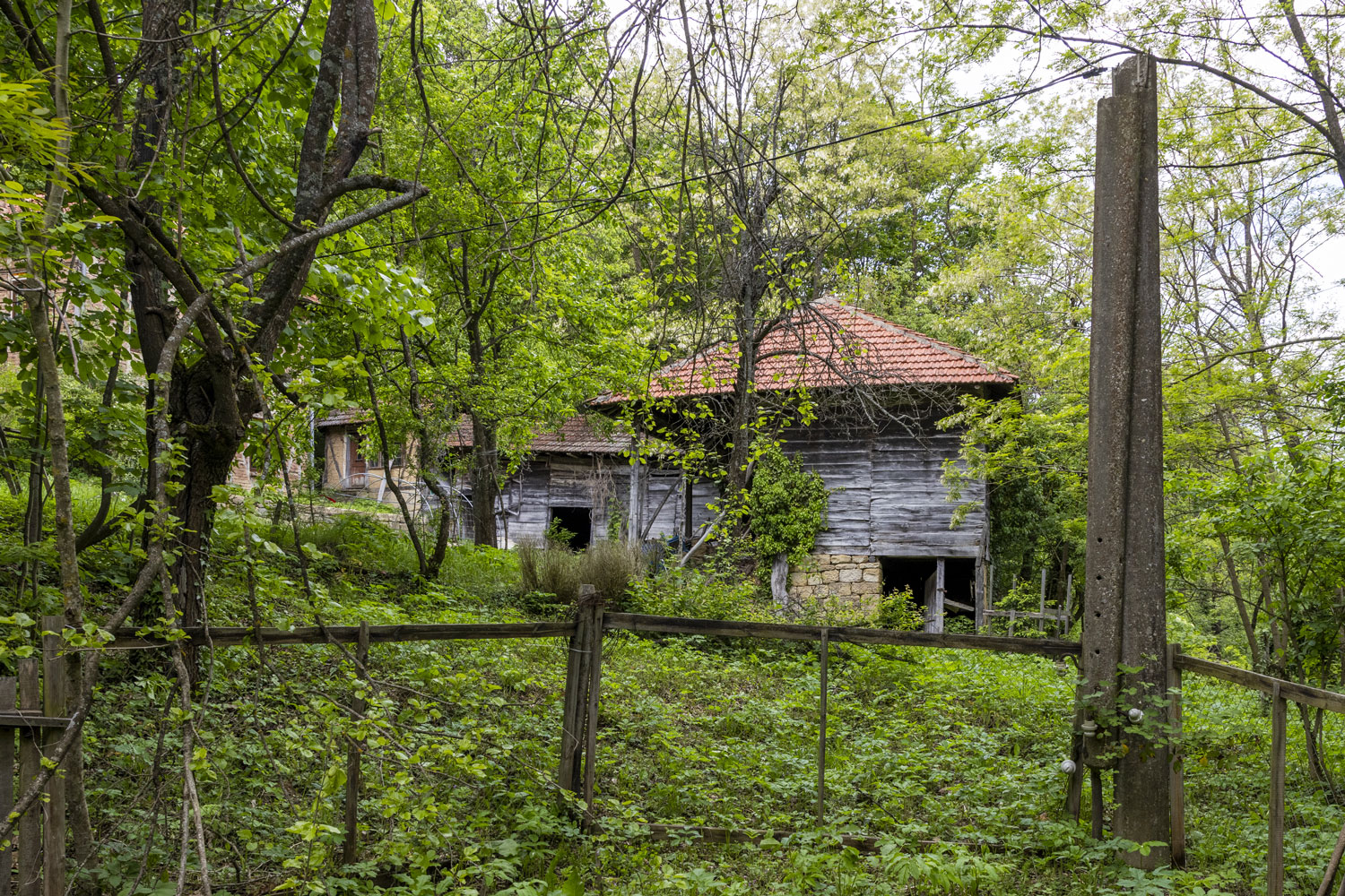 20250103-nf-abandoned-farmland-overgrown-001.jpg