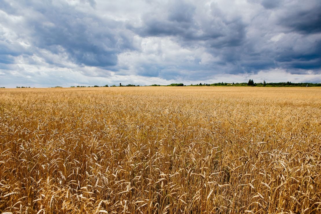 220301114638-ukraine-wheat-field-2020-file-restricted.jpg