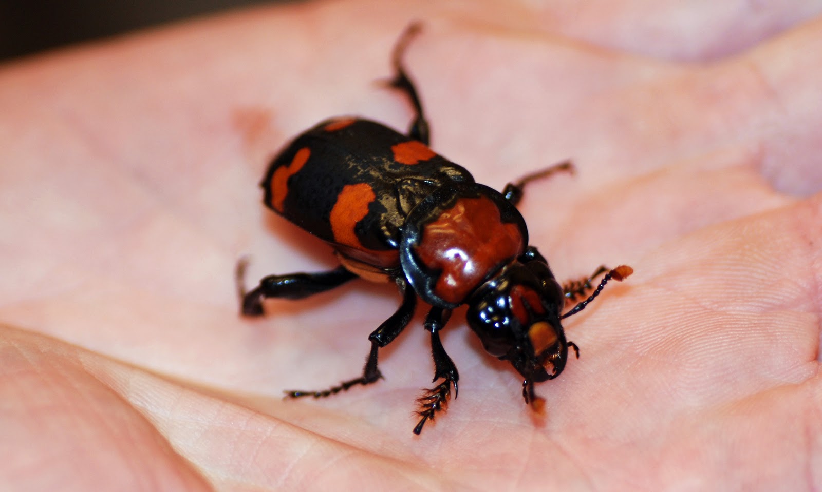 american-buryingbeetle4.jpg