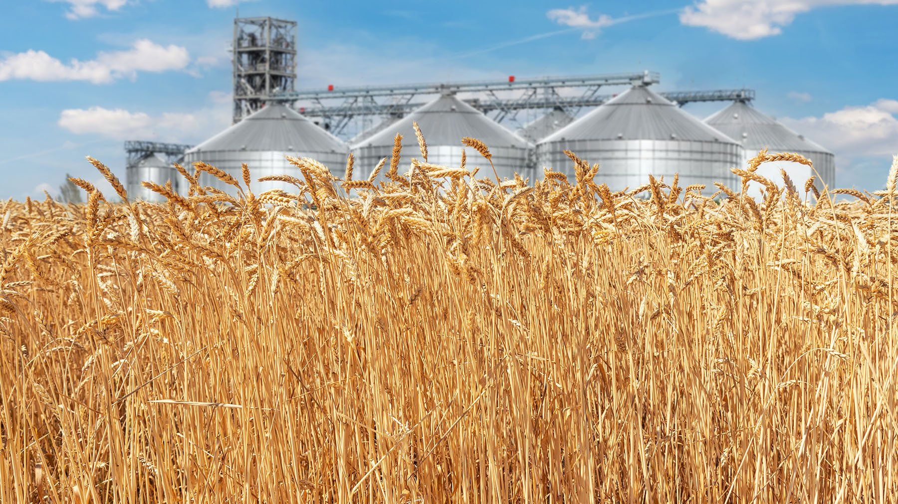 getty-wheat-with-grain-bins-1800x1012-kyryl-gorlov.jpg