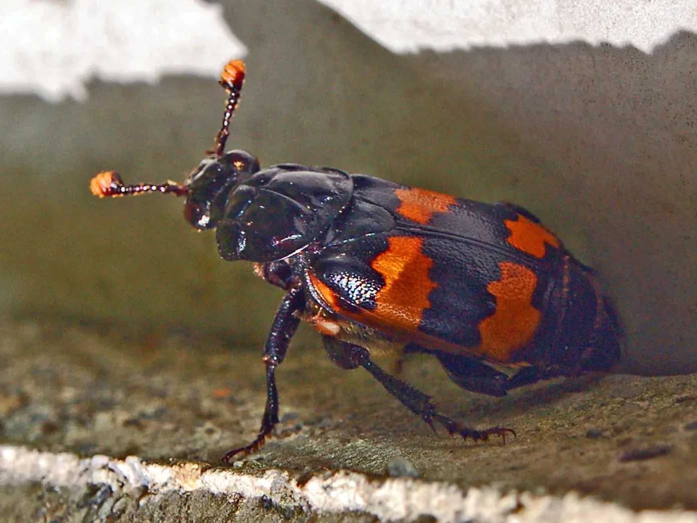 silphidae-nicrophorus-interruptus.webp