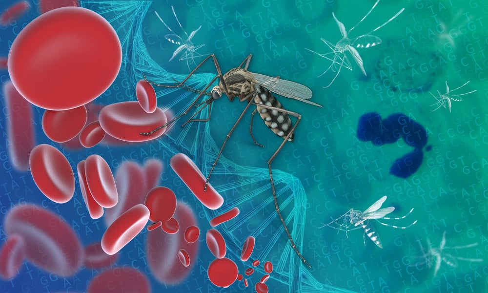 2024-malaria-plos-biology-1000x600-1.jpeg