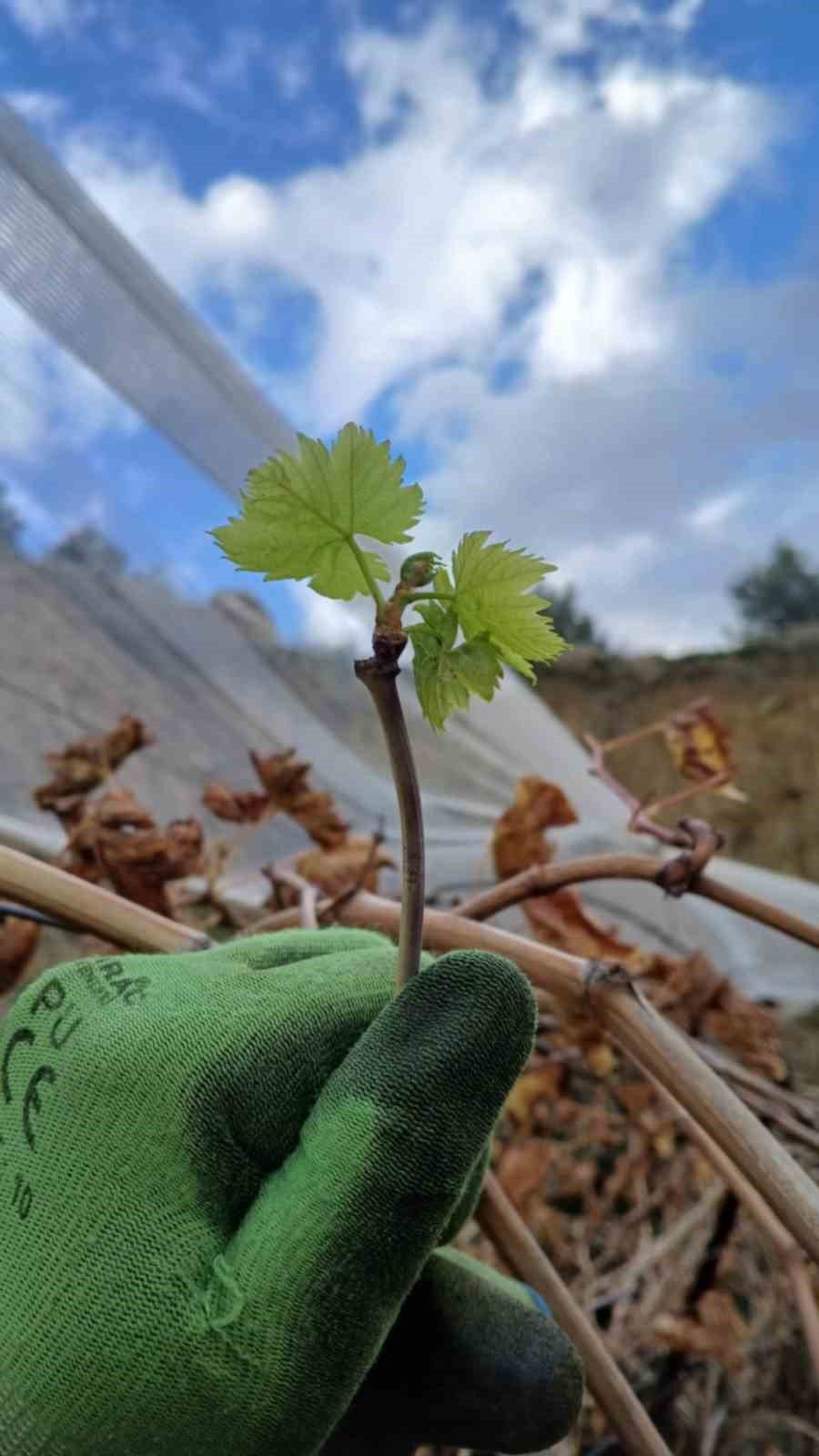 Bağlarda erken uyanma tedirginlik yaratıyor