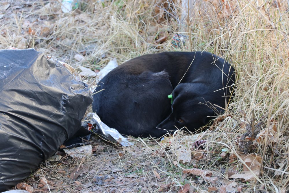 Kayseri’de Zeynep’i ısıran köpek ekiplerden kaçtı