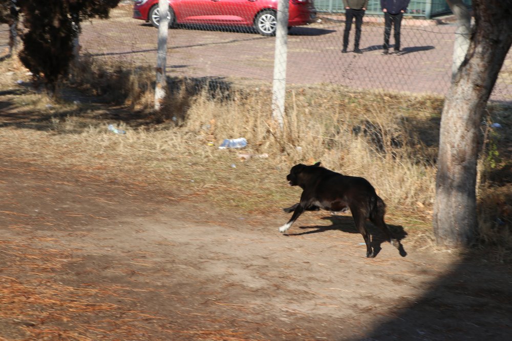 Kayseri’de Zeynep’i ısıran köpek ekiplerden kaçtı