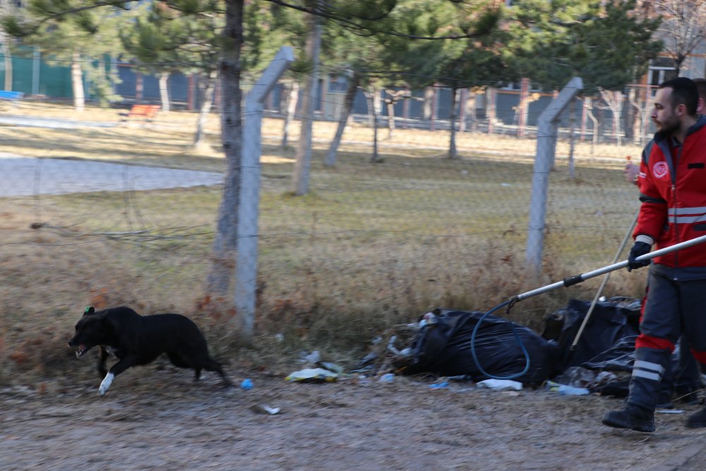 Kayseri’de Zeynep’i ısıran köpek ekiplerden kaçtı