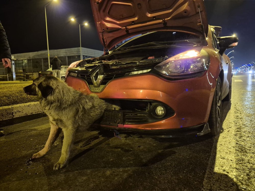 Köpek yarı beline kadar tampona gömüldü! Edirne İtfaiyesi seferber oldu