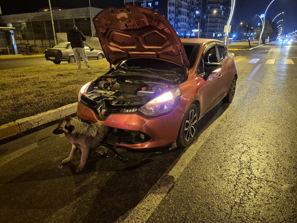 Köpek yarı beline kadar tampona gömüldü! Edirne İtfaiyesi seferber oldu