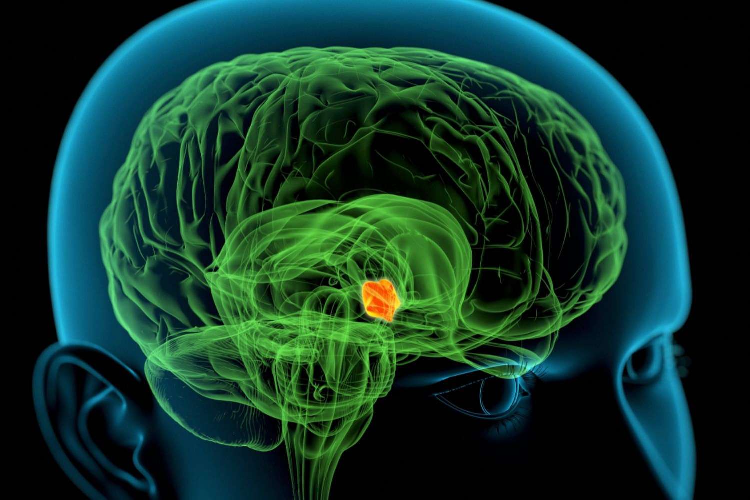 hypothalamus-updated-5be1f793c9e77c00517415a6.jpg