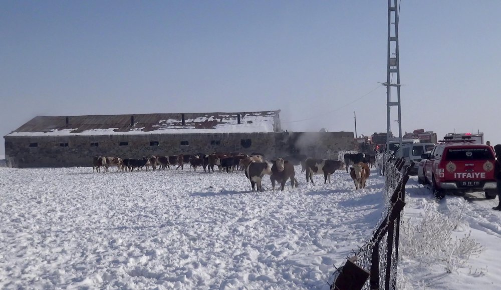 Erzurum'daki ahır yangınında 85 büyükbaş kurtarıldı