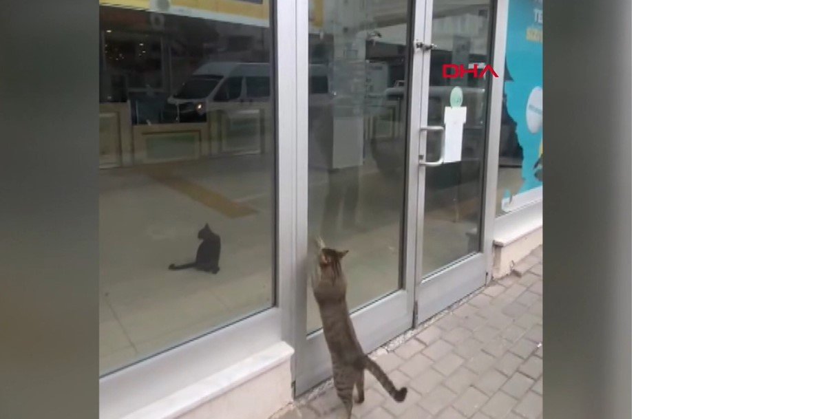 kedi.jpg