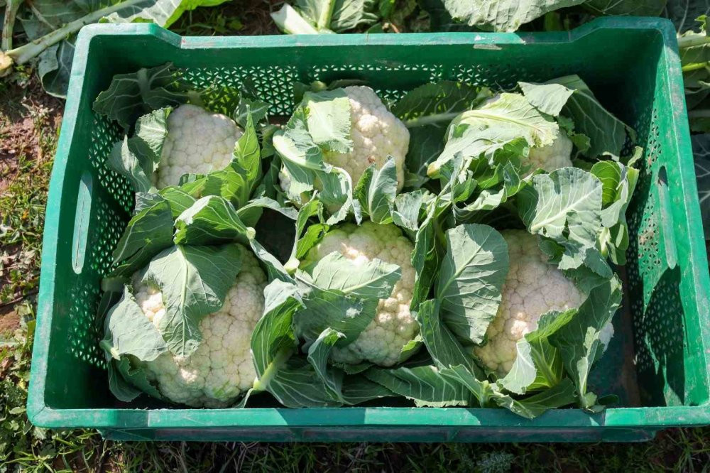 Efeler Belediyesi’nin karnabaharları hasat edildi