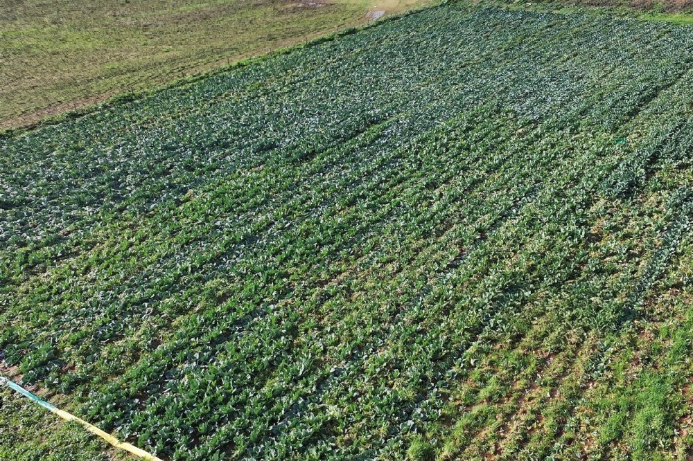 Efeler Belediyesi’nin karnabaharları hasat edildi
