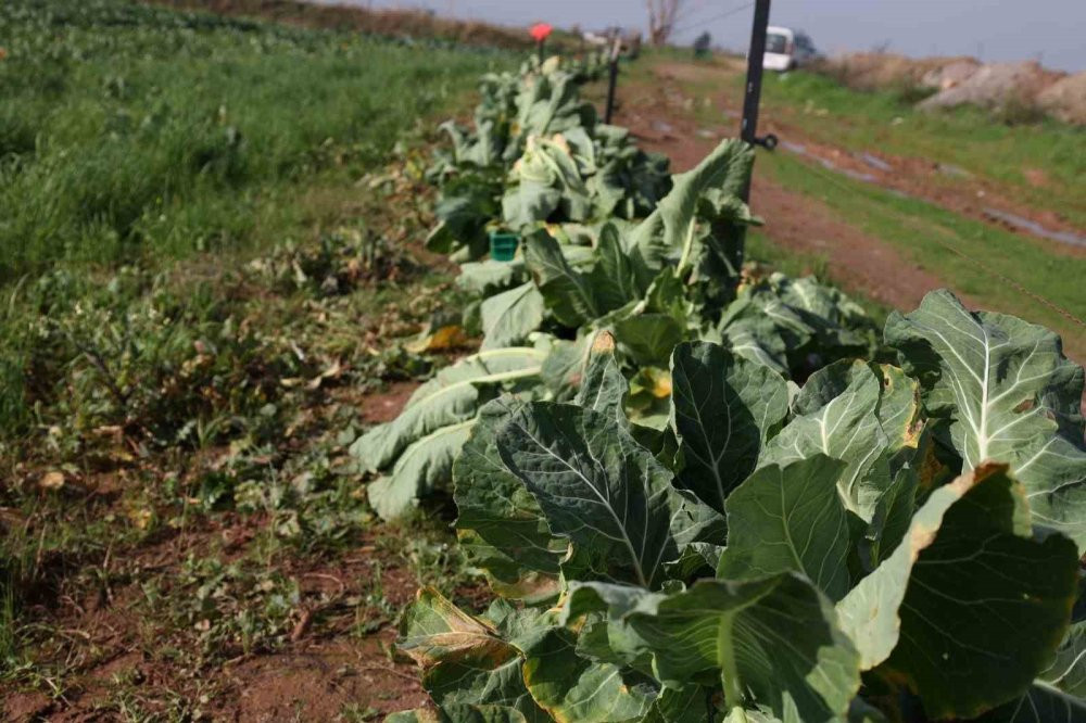 Efeler Belediyesi’nin karnabaharları hasat edildi