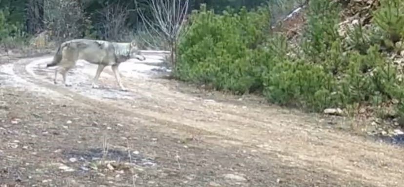 Çankırı’da yaban hayatı fotokapanda