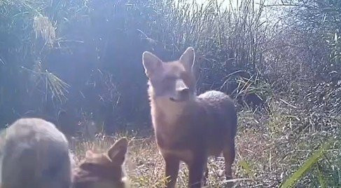 Çankırı’da yaban hayatı fotokapanda