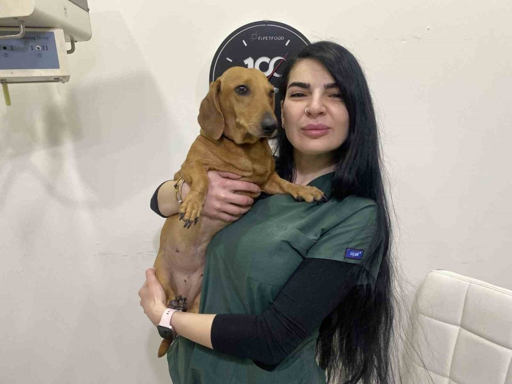 Kış aylarında evcil hayvanlar için uyarı