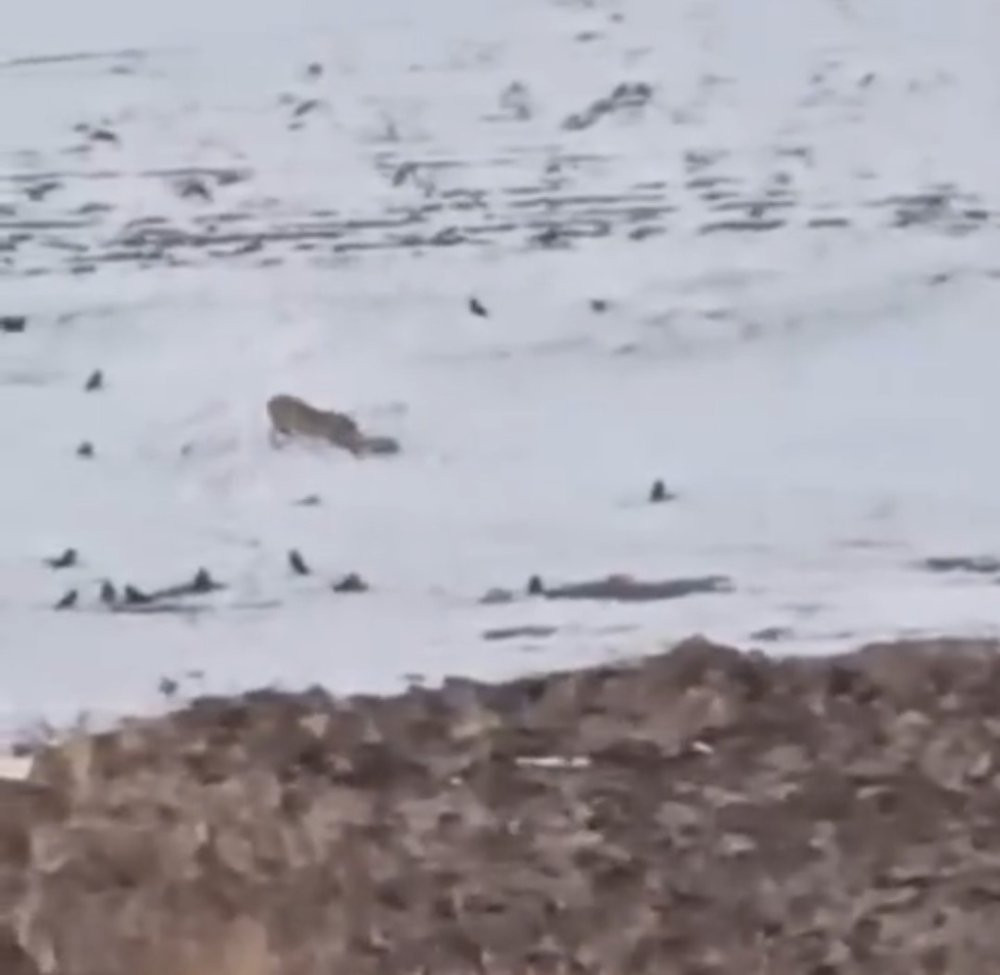 Diyadin’de aç kurtlar köpeği parçaladı: Sadece tasması kaldı