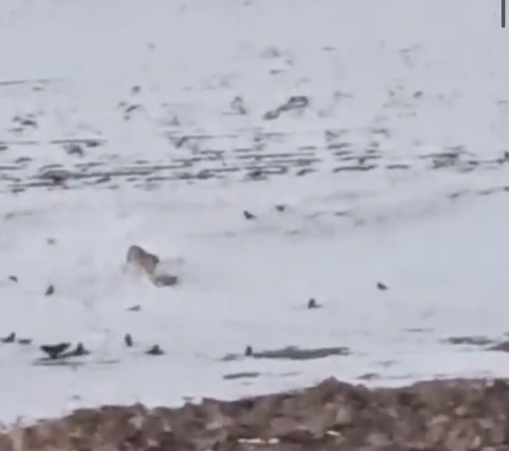 Diyadin’de aç kurtlar köpeği parçaladı: Sadece tasması kaldı