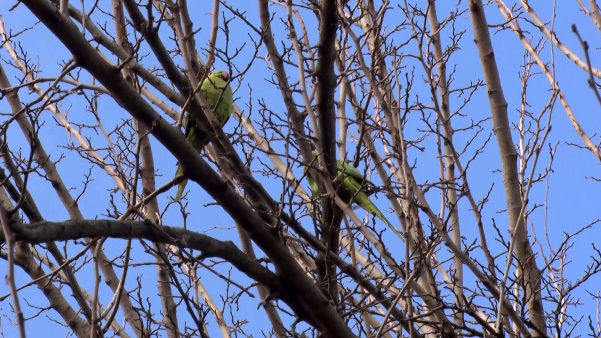 buyukcekmecede-saskina-ceviren-goruntu-papaganlari-gorenler-telefona-sarildi-yenicag-1.jpg