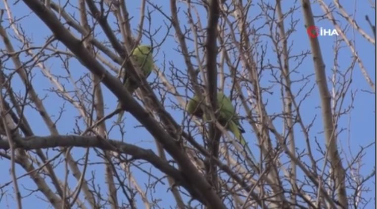 buyukcekmecede-saskina-ceviren-goruntu-papaganlari-gorenler-telefona-sarildi-yenicag-4.jpg