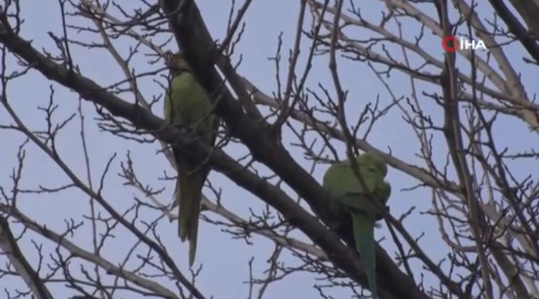 buyukcekmecede-saskina-ceviren-goruntu-papaganlari-gorenler-telefona-sarildi-yenicag-5.jpg