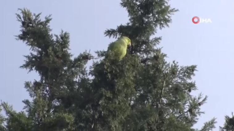 buyukcekmecede-saskina-ceviren-goruntu-papaganlari-gorenler-telefona-sarildi-yenicag-9.jpg