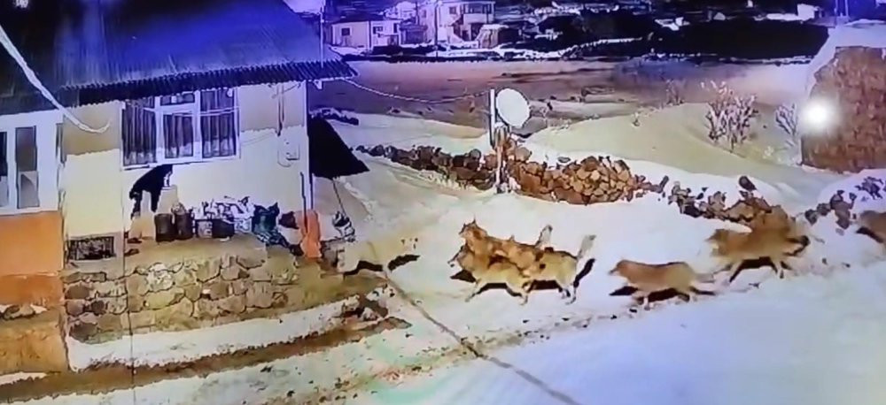 ARDAHAN - Çoban köpeği, kurt sürüsüne tek başına karşı koydu