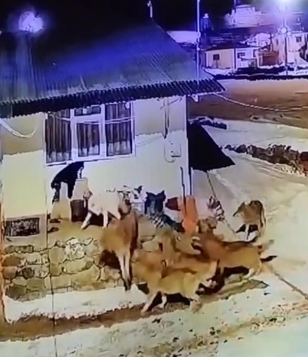 ARDAHAN - Çoban köpeği, kurt sürüsüne tek başına karşı koydu