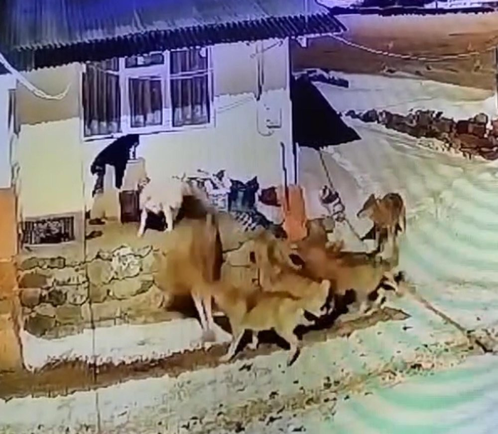 ARDAHAN - Çoban köpeği, kurt sürüsüne tek başına karşı koydu