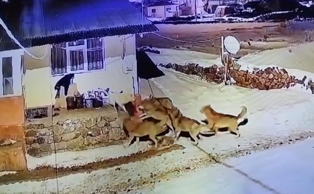 ARDAHAN - Çoban köpeği, kurt sürüsüne tek başına karşı koydu