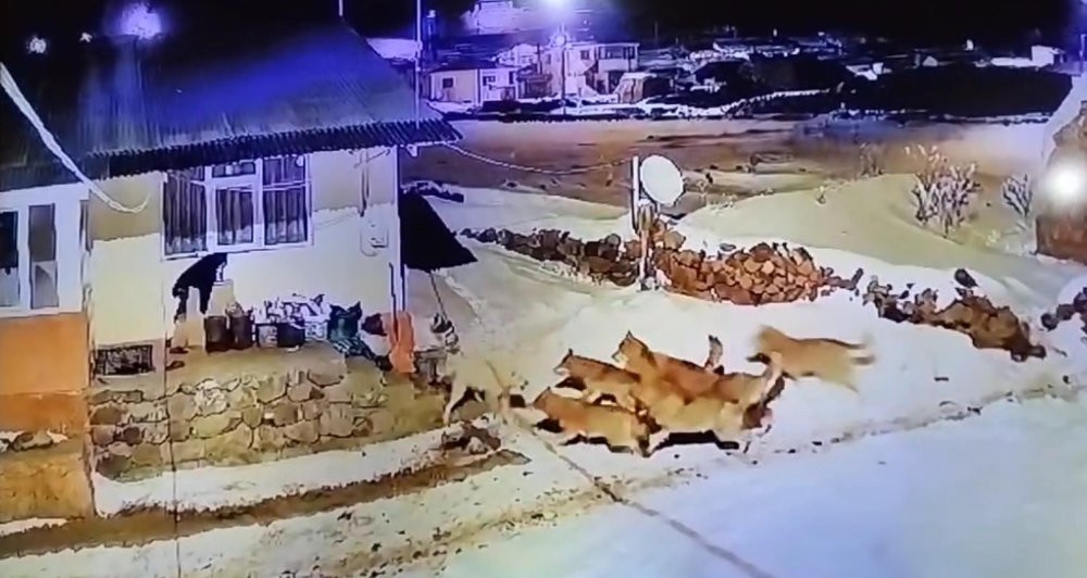 ARDAHAN - Çoban köpeği, kurt sürüsüne tek başına karşı koydu
