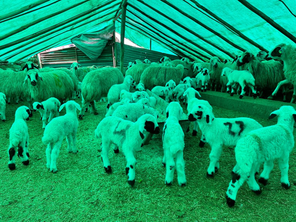 'Şap alarmı' krizi: Tüm ilçeler 30 gün karantinaya alındı