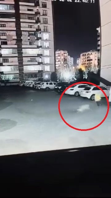 Kadının çığlık seslerine komşular yetişti! Sokak köpeği anne ile kızına saldırdı