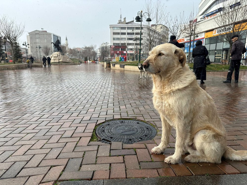Bolu kent merkezine de kar düştü