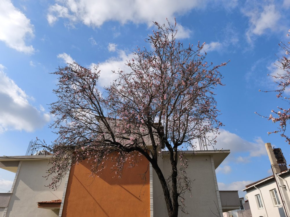 Edirne'de 'yalancı bahar' günleri