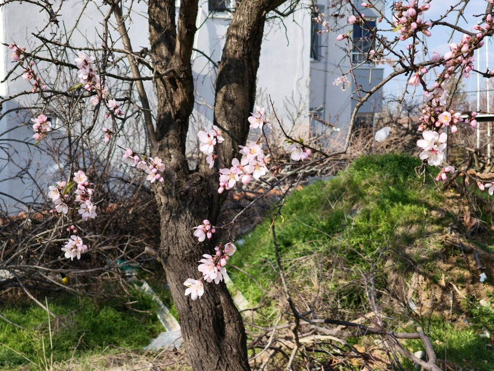 Edirne'de 'yalancı bahar' günleri