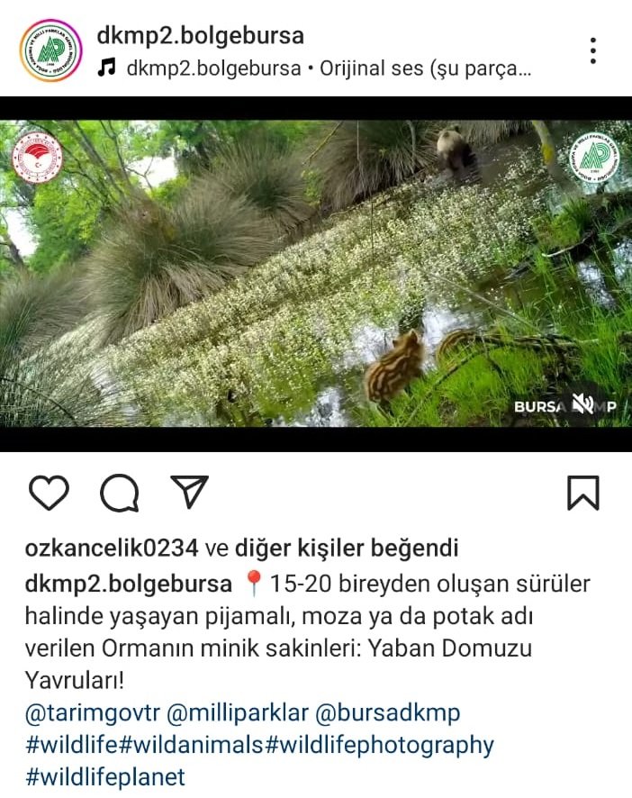 Yaban domuzu yavruları ormanda su içerken görüntülendi