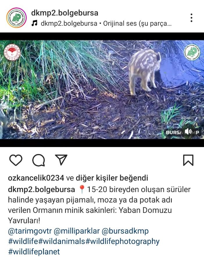 Yaban domuzu yavruları ormanda su içerken görüntülendi